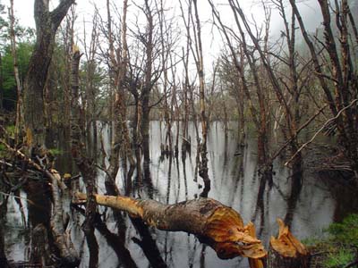 Parque-Nacional-Tierra-del-fuego