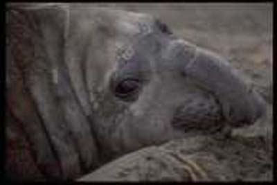 elefante-marino-0135