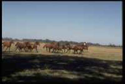 gauchos-en-accion-0177