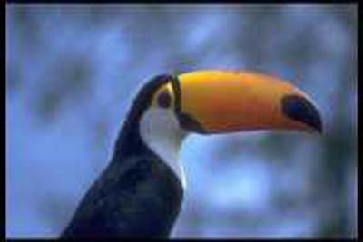 tucan-0005