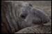 elefante-marino-0135