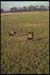 gauchos-en-accion-0194