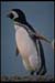 pinguino-0158