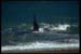 punta-norte-orca-peninsula-valdes-0161