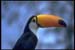 tucan-0005